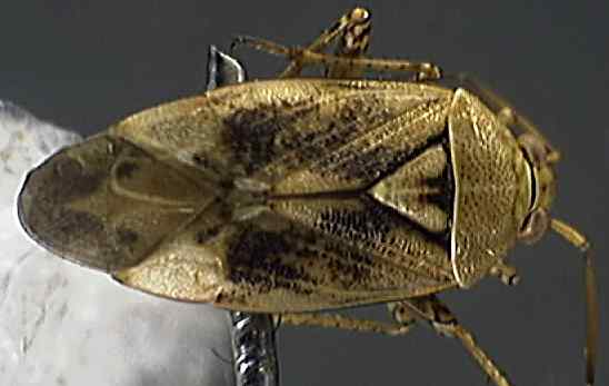 Lygus pratensis
